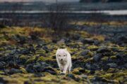 Arctic Fox viewing on a Þórsmörk Super Jeep Day Tour Midgard Adventure Iceland