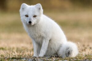 Arctic foxes day tours Iceland Midgard