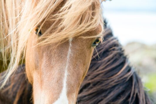 Icelandic Horse Riding Tour - kids friendly. South Iceland