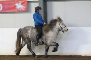 Horse farm visit South Iceland
