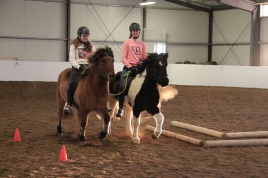 Horse farm visit South Iceland