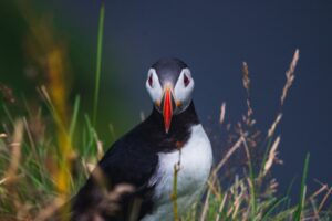 Private South Coast Day Tour with locals | Iceland | Midgard Adventure
