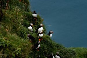 Private South Coast Day Tour with locals | Iceland | Midgard Adventure